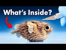 What's Inside a Pufferfish?