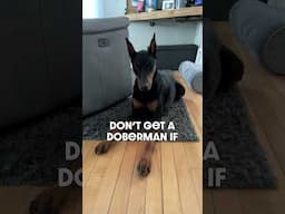 Got an eye on you #dog #funny #puppy #doberman #dobermanpinschers #dobermanpuppy #dogsfunny