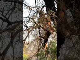 Leopard Drops Prey from Tree – Watch It Rush to Get It Back to Safety!