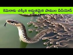 Most amazing snakes in the world | snake videos caught on camera | facts in telugu | bmc facts