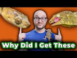 I Got a Snake YOU Have Never Heard of… But Why..