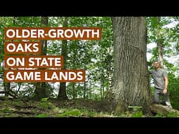 Older-Growth Oaks On State Game Lands