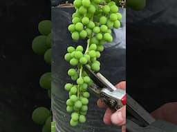 Grapes in Containers #containergardening #grapegrowing #growyourownfood