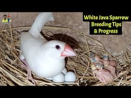 White java sparrow breeding tips & progress | Java sparrow  | Java Bird | Java finch | Birds