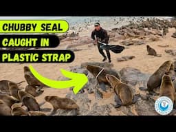 Chubby Seal Caught in Plastic Strap