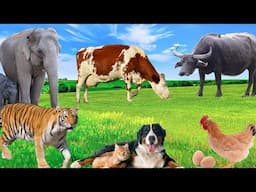 Natural Lives of Animals - Sheep, Chicken, Dog, Tiger, Cow, Elephant, Cat