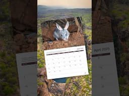 Three reasons why you need an AWC 2025 wall calendar 📅🐨📭