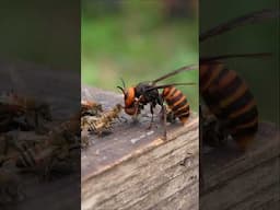 Brave Honeybees Take on Giant Hornet in Slow Motion