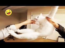 New Funny Animals 🐧 - CATS And DOGS Funny video 😺🐶 2024