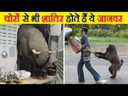 चोरों से भी शातिर होते हैं ये जानवर   | When Animals Steal Food