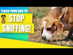 Use this game to teach your dog to stop sniffing!