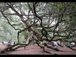 Angel Oak Tree