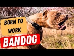 The BANDOG - born to work!