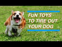 FUN TOYS TO TIRE OUT YOUR DOG: Play Fetch