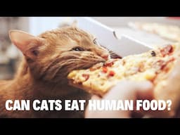 Can Cats Eat Human Food? Safe & Dangerous Foods Explained!