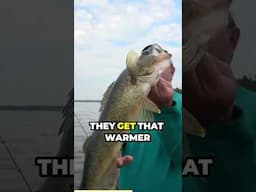 Catching huge walleye with Rapala shad crankbait | AnglingEdge #fishing