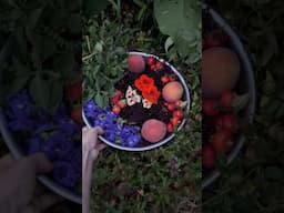 Colorful harvest🍑🌿💙 #garden #elderberry #medicinalherbs #flower #organic #purplebutterflypea