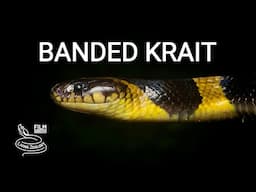 Banded krait, a large deadly venomous snake which kills other snakes