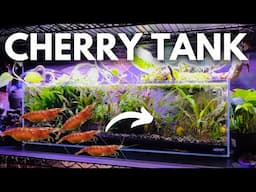 How to make THE EASIEST Cherry Shrimp Tank: Everything You Need