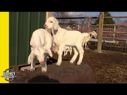 Kiko Goat Kids Playing and Emergency!