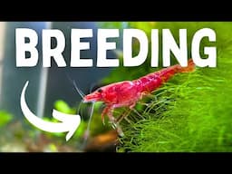 8 Easy Tips To Breed MORE Shrimp