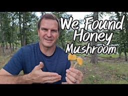 We Found Honey Mushroom