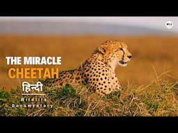 The Miracle Cheetah - हिन्दी डॉक्यूमेंट्री | Wildlife documentary in Hindi