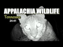 Appalachia Wildlife Video 24-41 of AS THE RIDGE TURNS in the Foothills of the Great Smoky Mountains