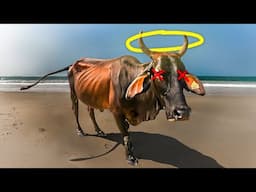 I Investigated India's Strange Holy Cow Paradox