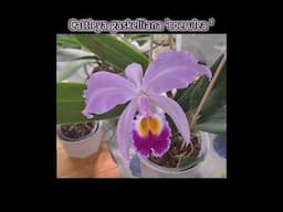 Cattleya gaskelliana 'coerulea' a very fragrant nowadays rare orchid spicies