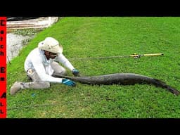 We CAUGHT this RARE GIANT MONSTER in the MIAMI Canal!