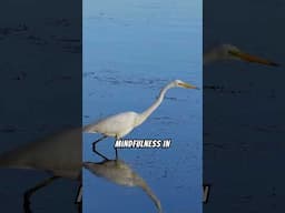 What Makes the Great Egret So Mesmerizing? #shorts #greategret