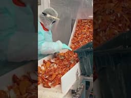 This is how fresh lobster is processed. #lobster #Maine #seafood