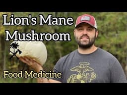 Foraging for Lions Mane Mushroom: Food Medicine