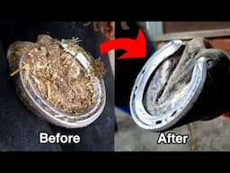 Farrier's Racehorse Hoof Restoration Process | Satisfying ASMR