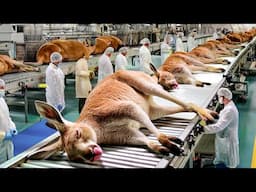 How Millions of Kangaroos Are Raised for Meat in Australia – Kangaroo Meat Processing in Factory