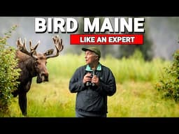 How To BIRD MAINE Like An Expert