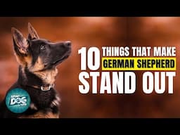 10 Things That Make a German Shepherd Stand Out