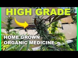 Danky September Garden update plus Growing Tips for Premium quality Medicinal Flower Production