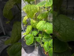 CHECK OUT MY WINTER GARDEN!!  #hydroponics #indoorgardening #kratky