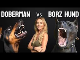 THE BORZ HUND versus THE DOBERMAN - WHICH DOG IS BETTER?