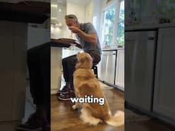 She’s still waiting 🍝 #dogs #parody