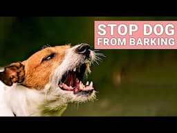 Stop Your Dog From Barking at Everything