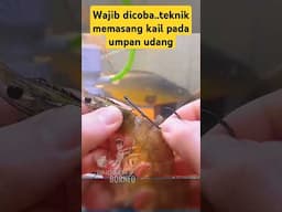 Wajib Dicoba..teknik memasang kail pada umpan udang