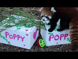 Introducing... Red Panda Name Reveal