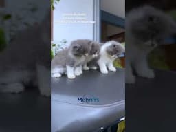 Kittens Available- 9742465010