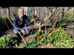 Transplanting a Young Apple Tree | Permaculture Farm