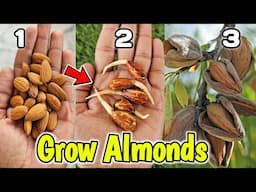 How to Grow Almonds at home Kitchen gardening (2 Methods) बादाम कैसे उगाएं