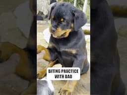 What it's Like Having a Rottweiler Puppy #rottweiler puppies #babyrottweiler #pets