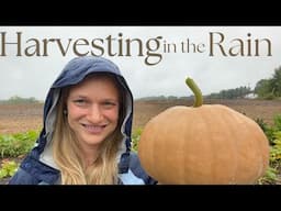 Harvesting in the Rain